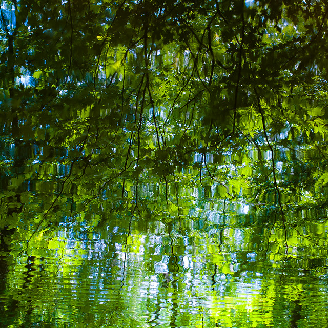 Trees In Water 126