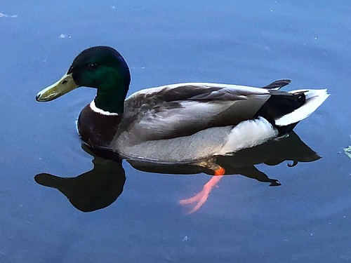 altonbakerpark eugene oregon 2018 water bird duck animal mallardduck iphone 500views
