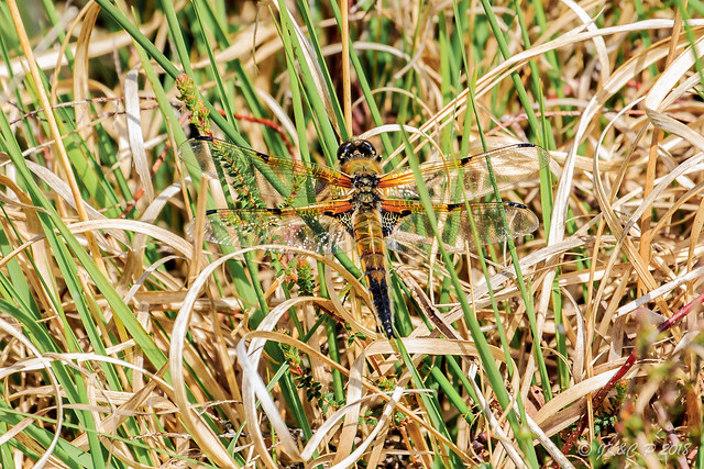 4 Spotted Chaser 1