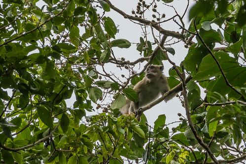 ujung kulon java indonesia animal cercopithecine mammal primate monkey longtailed crabeating macaque macaca fascicularis trees canopy jungle peering sumur banten