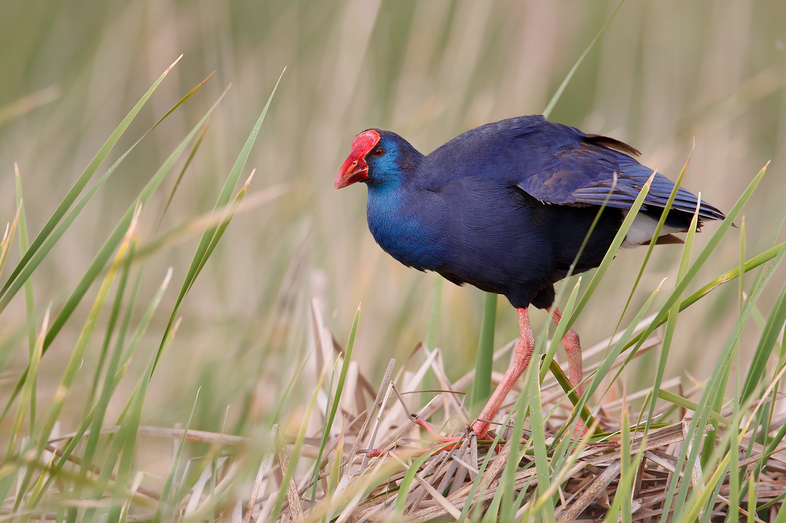 Porphyrio porphyrio | Purple Swamphen | purpurhöna