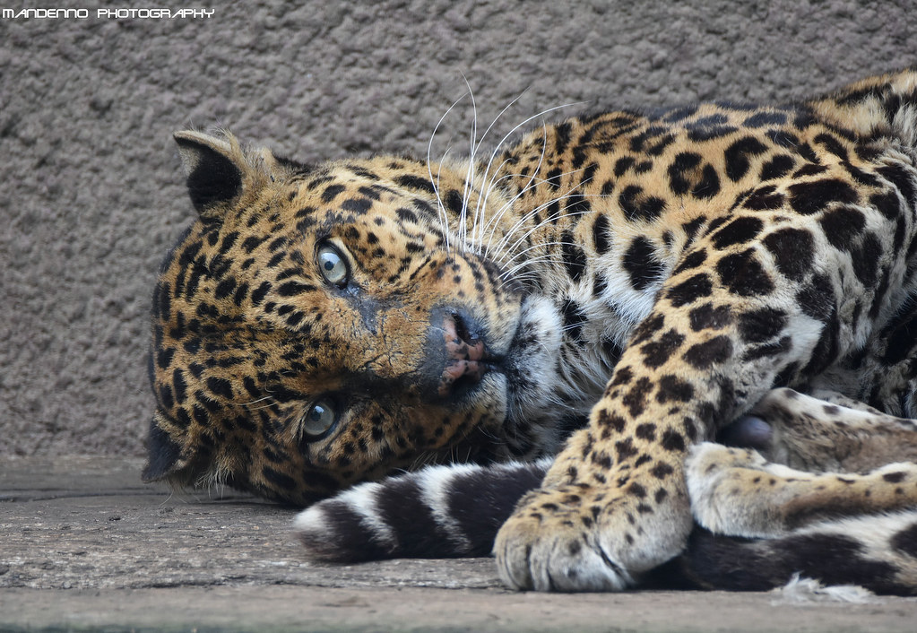 African Leopard 'Zaki' - Olmense Zoo