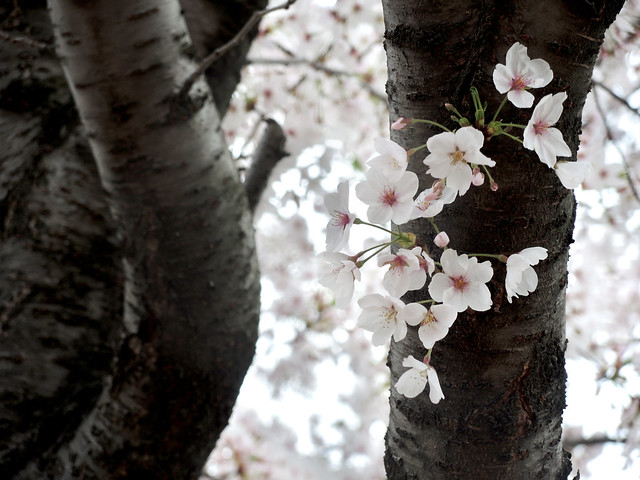 Cherry blossom 櫻花