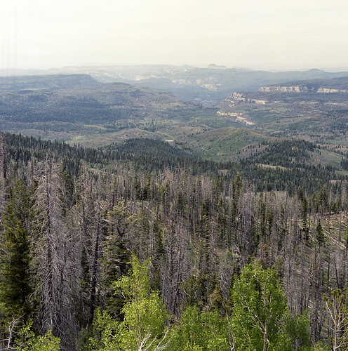 utah forest landscape cedarbreaks film 120 portra400 hasselblad 120mm