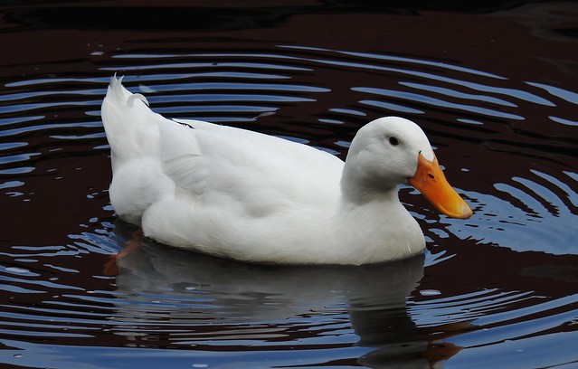 A Duck with a curled feather in the tail