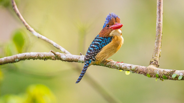 橫斑翡翠 Banded Kingfisher male (MB01) 婆羅洲鑲邊翠鳥AI4P1189