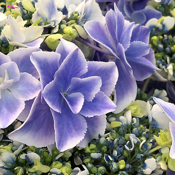 銀河 紫陽花の花言葉は 移り気 浮気 辛抱強い愛情 あなたは美しいが冷淡だ あなたは冷たい だそうです Flickr