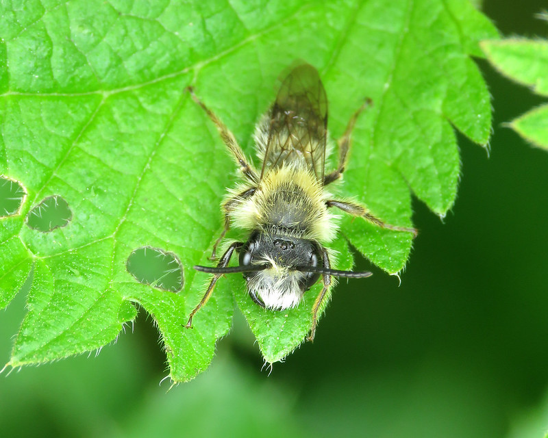 Tawny Mining Bee - Andrena fulva [A]