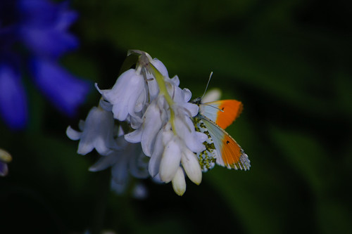 Male orange tip butterfly on flower, Worfield garden