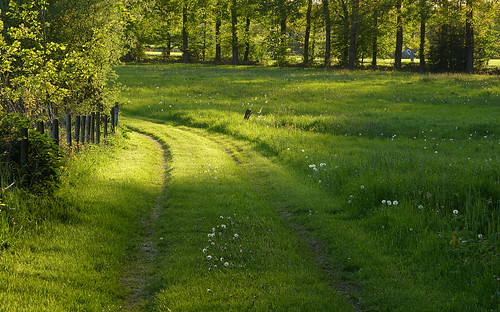 1390362 panasonicdmcfz150 pad path dirtroad licht light hek fence hff landelijk rural woold winterswijk achterhoek gelderland nederland netherlands holland landschap landscape landschaft paysage