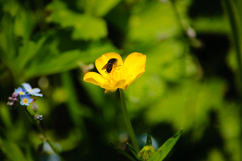 Fly visiting buttercup