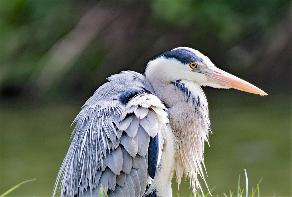 Heron Portrait