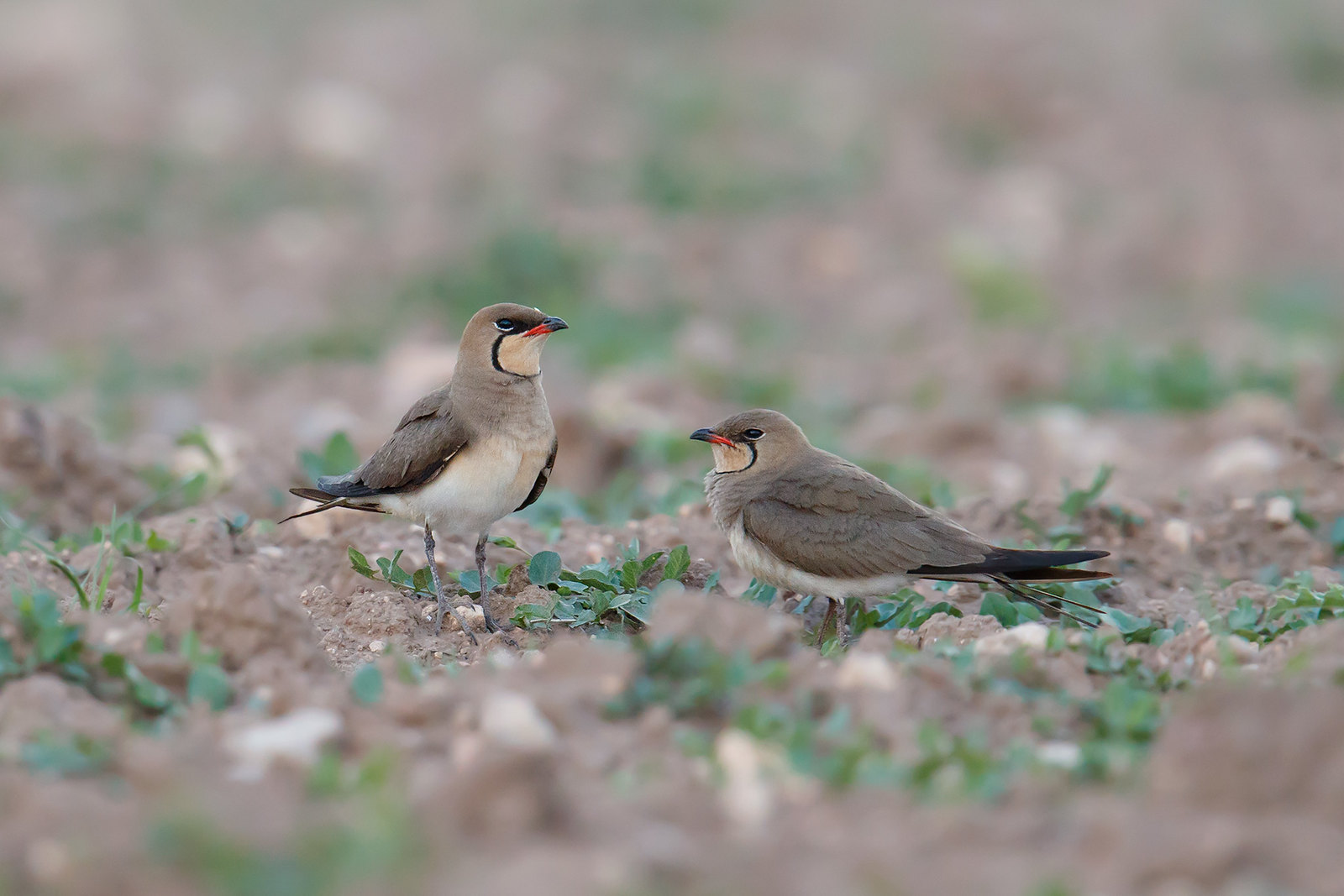 Glareola pratincola | Collared Pratincole | rödvingad vadarsvala