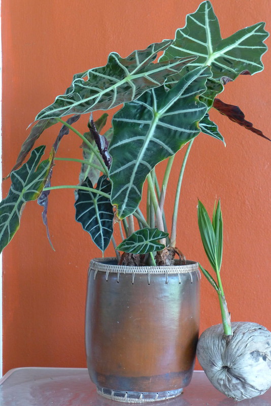 Alocasia amazonica 'Polly'