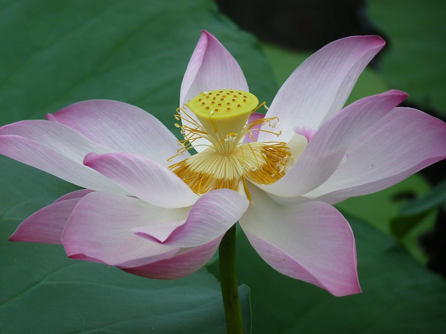 Lotus in Vietnam