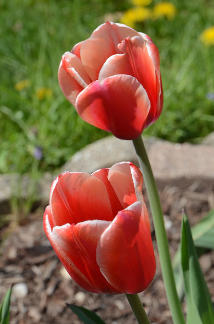 Two Red and White Tipped Tulips, May 5, 2018 test 8 full