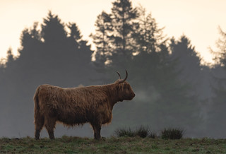 Morning Coo