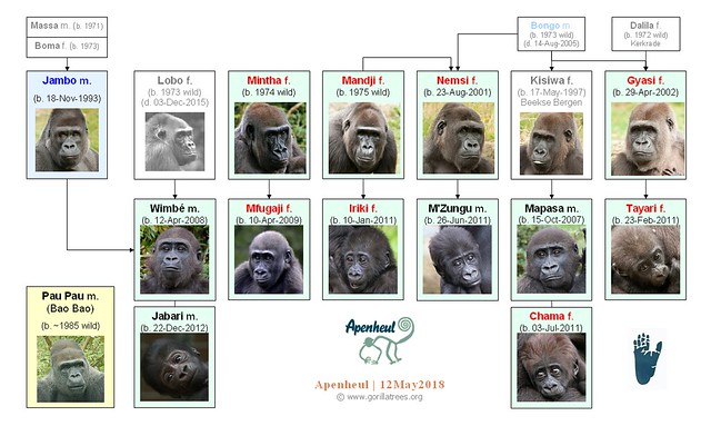 Gorilla Family - Apenheul 2018