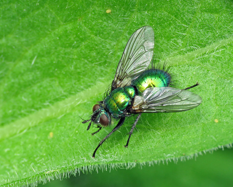 Gymnocheta viridis
