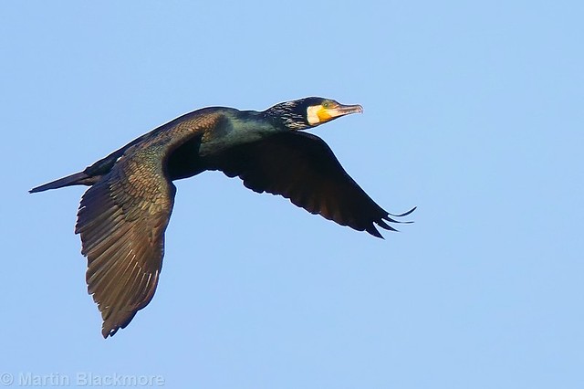 Cormorant in flight 103788
