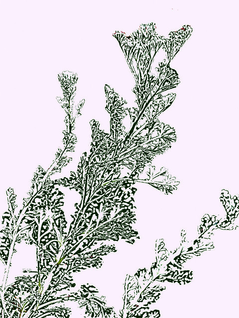 Artemisia pycnocephala (Sandhill Sage)