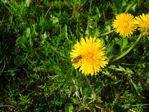 bee macro dandelions dandelion park sky tree grass flower flowers delfinium lilac clouds plane trace strips holidays country blue evening summer warm flares rays nature tracesofplan plantrace village beauty glory happy view garden yellow river gift bouquet bouquetofdandelions shore coast summerbouquet green flowering bloom blooming blossom june background flowerimage image dandelionimages picture may spring summerpicture water pollen honey flowerbed ground