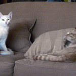 Two cats on the couch