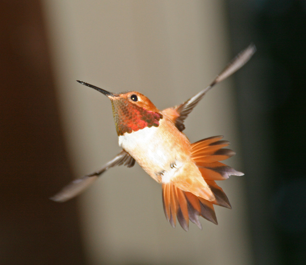 Rufous Hummingbird | Flickr