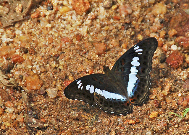 Commander butterfly (Moduza procris), Sinharaja