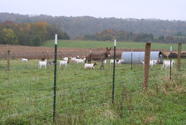 Goat pasture in Kentucky