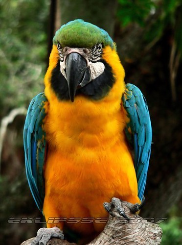 bird birds florida cockatoo macaw naturephotography alligatorfarm exoticbirds goldandbluemacaw eklipsse lucianbadea wlny:photo=i57k wlny:trip=tg0 wlny:place=pdq wlny:geotagged=1