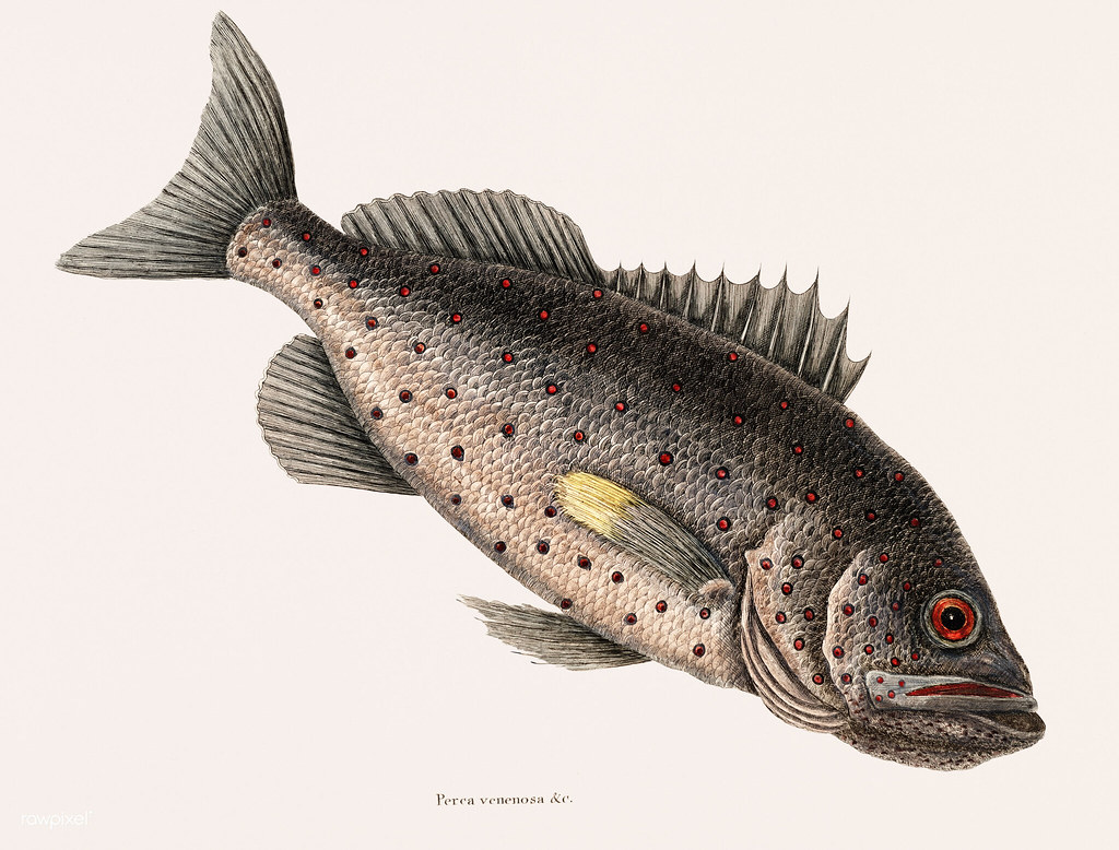 Peraca Fish Rockfish (Perca venenosa) from The natural history of Carolina, Florida ...