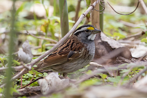 White-throated Sparrow