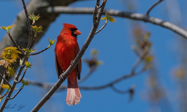 Cardinal rouge // Northern Cardinal