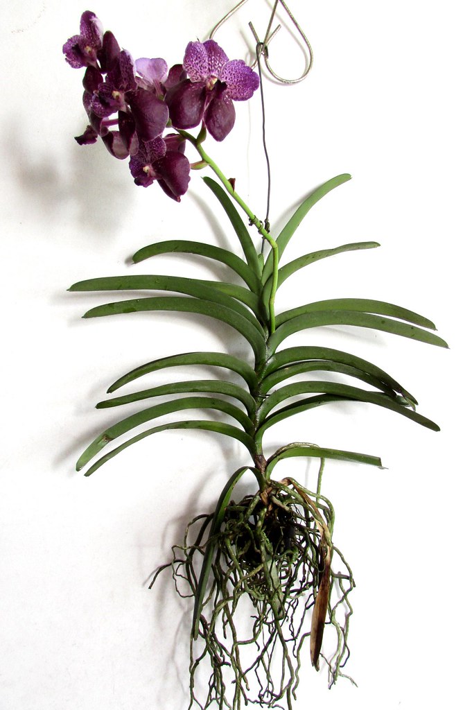 Vanda | Orquídea Vanda. Grandes flores, raiz suspensa, sem s… | Flickr