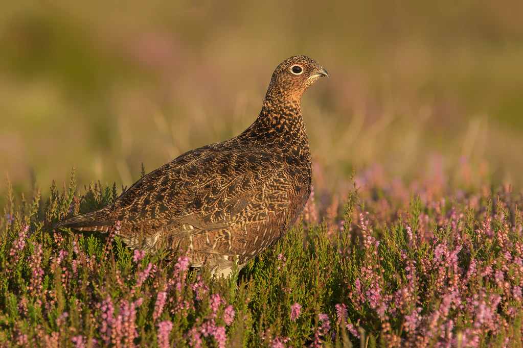 Female Red Grouse