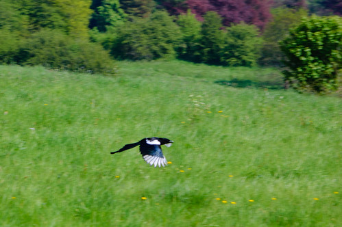 Flying off: magpie, Barley Field