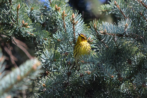 Warbler in the pines