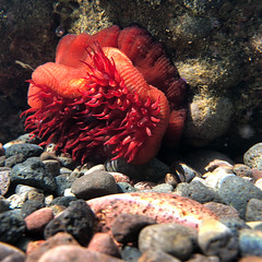 Sea annemone