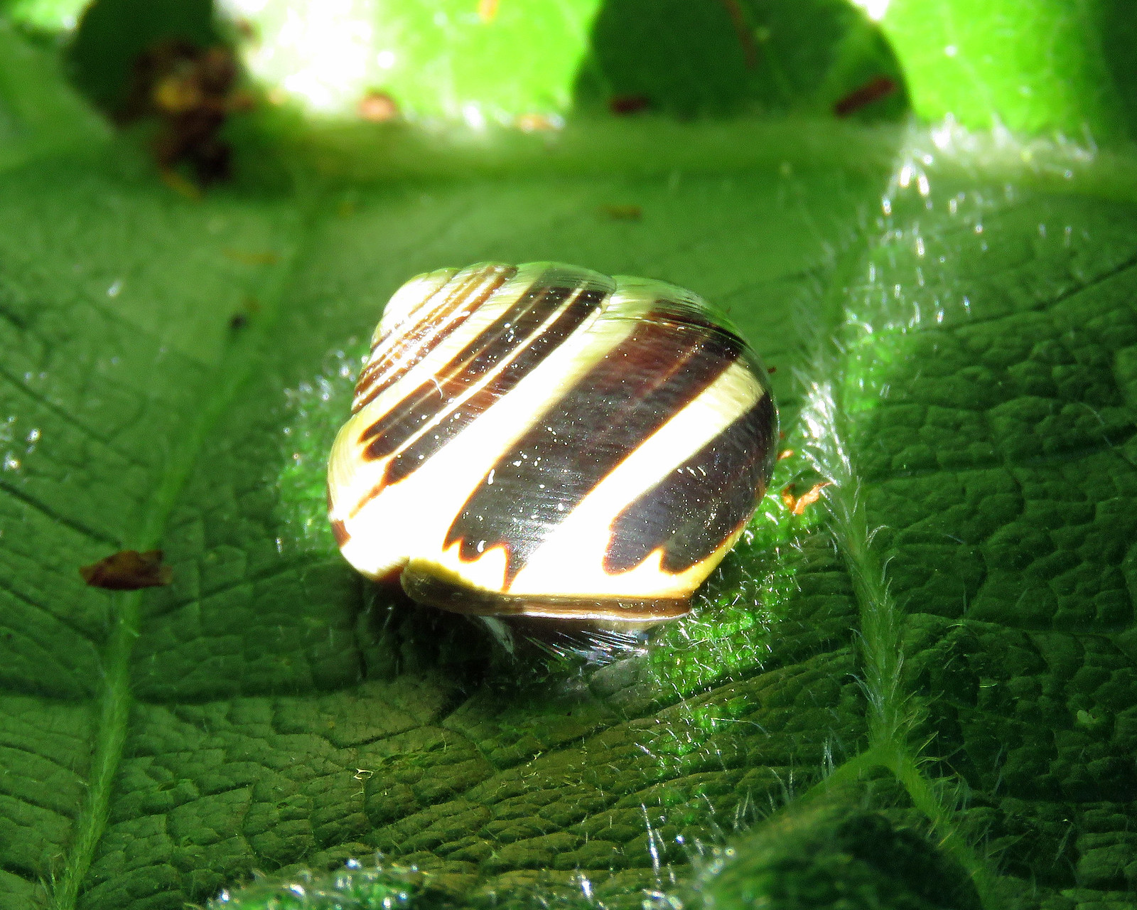 Brown-lipped Snail - Cepaea nemoralis
