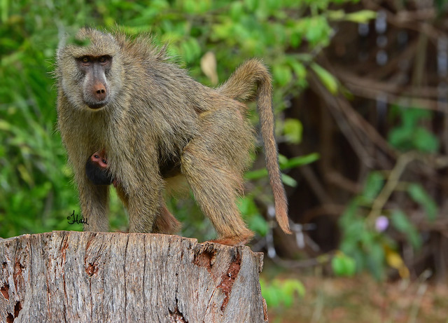 Hang on to your mama as long as you can! (And hang onto your kids as long as you can!) Isn't this such a cute shot of the infant yellow baboon hanging on to its mom? Happy Mother's Day to Everyone! 7142b+