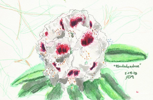 Rhododendron Sketch
