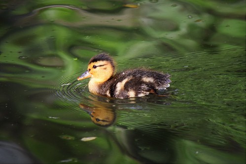 Duckling in the green