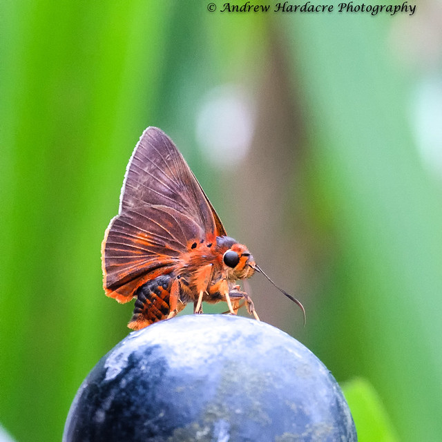 Bibasis oedipodea - Branded Orange Awlet