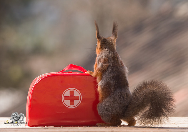 red squirrel with an Emergency Suitcase