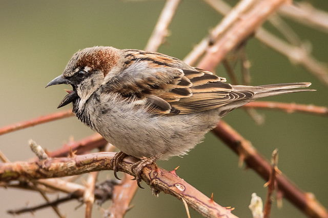 House Sparrow (Passer domesticus)  Male