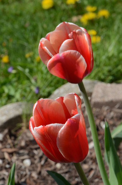 Two Red and White Tipped Tulips, May 5, 2018 test 7 full