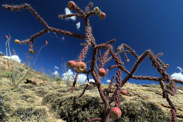 Unconventional Cactus: Sonoran Desert