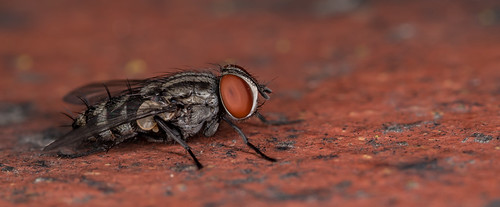 fly on an orange slate | by joolz70