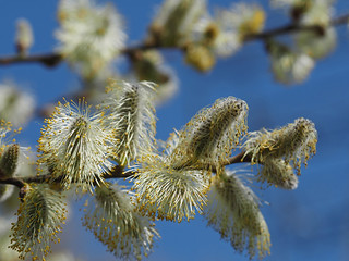 catkins still in bloom | Where some trees have moved on to l… | Flickr